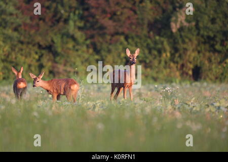 Capreolus capreolus, Caprioli camminando sul settore agricolo. La fauna selvatica animali. Foto Stock