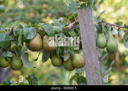 Pyrus communis "Beurre Hardy'. Pera "Beurre Hardy" frutti sulla struttura ad albero in agosto. Regno Unito Foto Stock