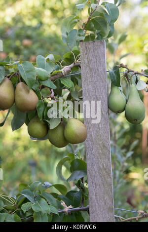 Pyrus communis "Beurre Hardy'. Pera "Beurre Hardy" frutti sulla struttura ad albero in agosto. Regno Unito Foto Stock