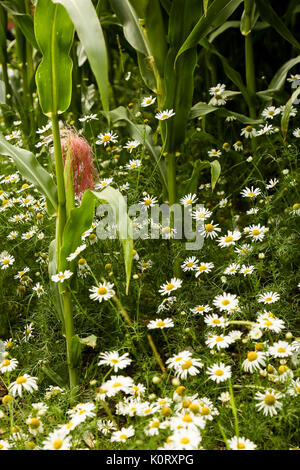 Le colture di mais maturazione in agosto al sole con wild margherite crescente tra le righe Foto Stock