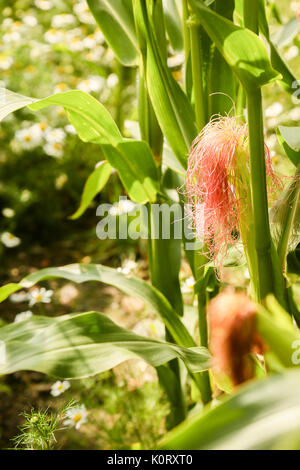 Le colture di mais maturazione in agosto al sole con wild margherite crescente tra le righe Foto Stock