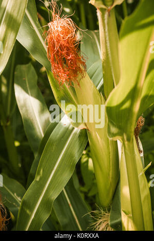 Le colture di mais maturazione in agosto al sole con wild margherite crescente tra le righe Foto Stock