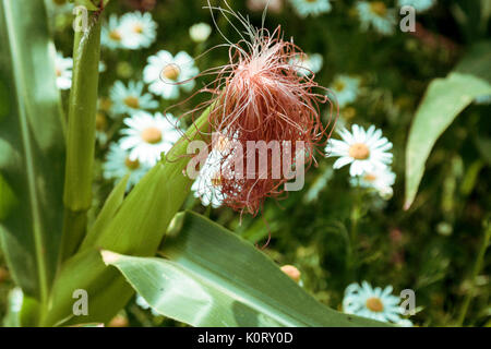 Le colture di mais maturazione in agosto al sole con wild margherite crescente tra le righe Foto Stock