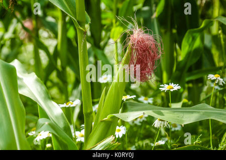 Le colture di mais maturazione in agosto al sole con wild margherite crescente tra le righe Foto Stock