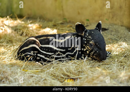 I giovani tapiri di tutte le specie hanno i capelli di colore marrone con strisce bianche e macchie, un modello che permette loro di nascondere efficacemente in luce pezzata del Foto Stock