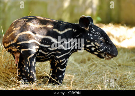 I giovani tapiri di tutte le specie hanno i capelli di colore marrone con strisce bianche e macchie, un modello che permette loro di nascondere efficacemente in luce pezzata del Foto Stock