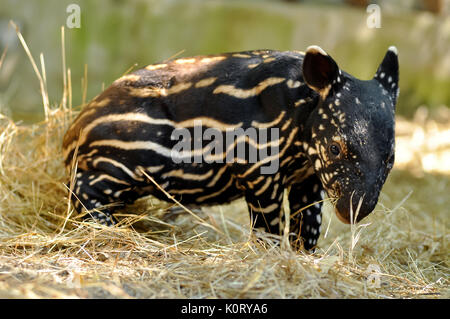 I giovani tapiri di tutte le specie hanno i capelli di colore marrone con strisce bianche e macchie, un modello che permette loro di nascondere efficacemente in luce pezzata del Foto Stock