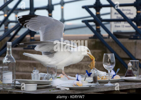 Gabbiani di scavenging del cibo. Foto Stock