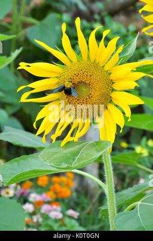 I bombi sono insetti sociali che sono caratterizzati dal colore nero e giallo corpo capelli, spesso in bande. Foto Stock