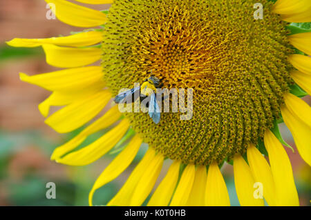 I bombi sono insetti sociali che sono caratterizzati dal colore nero e giallo corpo capelli, spesso in bande. Foto Stock