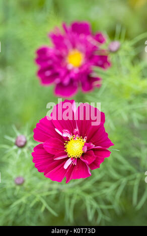 Cosmos bipinnatus 'doppio clic Cranberries' fiore nel giardino. Foto Stock