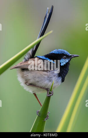 Superba fata wren maschio Foto Stock