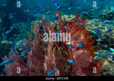 Castagnole blu circondano un gorgonie rosse ventilatore di mare mentre lo snorkeling nella topografia carsica della Baia delle Isole, Vanua Balavu, Lau group, Isole Figi Foto Stock