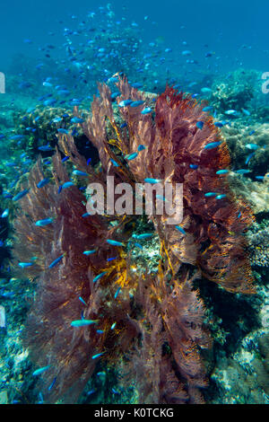 Castagnole blu circondano un gorgonie rosse ventilatore di mare mentre lo snorkeling nella topografia carsica della Baia delle Isole, Vanua Balavu, Lau group, Isole Figi Foto Stock