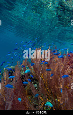 Castagnole blu circondano un gorgonie rosse ventilatore di mare mentre lo snorkeling nella topografia carsica della Baia delle Isole, Vanua Balavu, Lau group, Isole Figi Foto Stock