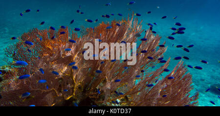 Castagnole blu circondano un gorgonie rosse ventilatore di mare mentre lo snorkeling nella topografia carsica della Baia delle Isole, Vanua Balavu, Lau group, Isole Figi Foto Stock