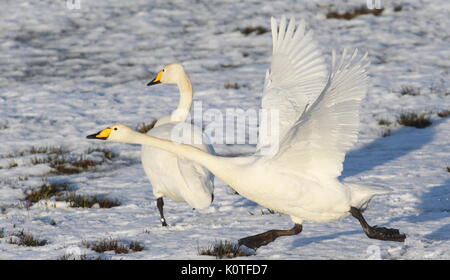 Whooper Swan tenendo fuori nella neve Foto Stock