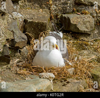 Aringa gabbiano, Larus argentatus, seduta sul nido su parete di Rothesay castello a Bute in Scozia Foto Stock