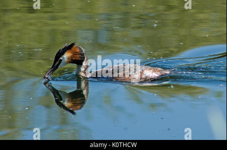 Grande Crested Greeb Foto Stock