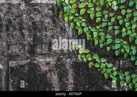 La texture di nero invecchiati muro di pietra con verde clambering impianto in Bali Foto Stock