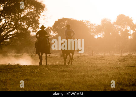 Pantaneiro cowboy a cavallo Foto Stock