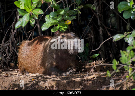 Capibara (Hydrochoerus hydrochaeris) in appoggio sul lungofiume sotto le mangrovie, Pantanal, Mato Grosso do Sul, Brasile Foto Stock