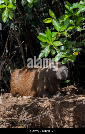Capibara (Hydrochoerus hydrochaeris) in appoggio sul lungofiume sotto le mangrovie, Pantanal, Mato Grosso do Sul, Brasile Foto Stock