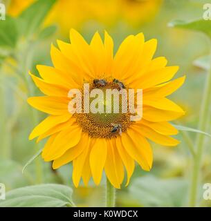 Girasole con api (Helianthus annuus), Baden-Württemberg, Germania Foto Stock