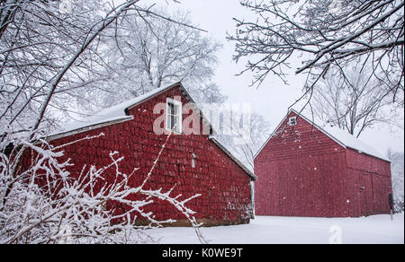 Historic Barns in a winter Garden snow storm, Cranbury, New Jersey, USA, Stati Uniti, Mercer County inverno paesaggio neve caduta, fattoria rosso fienile americano Foto Stock