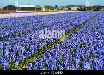 Area di coltivazione del blu fiore giacinti, Bollenstreek regione, South-Holland, Paesi Bassi Foto Stock