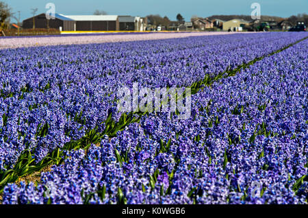 Area di coltivazione del blu fiore giacinti, Bollenstreek regione, South-Holland, Paesi Bassi Foto Stock