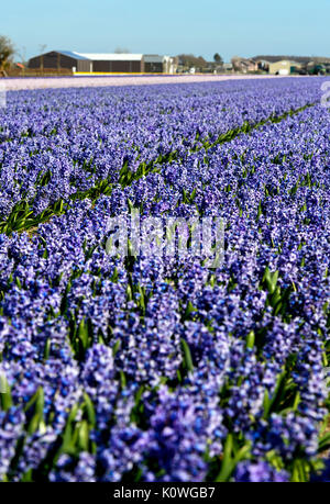 Area di coltivazione del blu fiore giacinti, Bollenstreek regione, South-Holland, Paesi Bassi Foto Stock