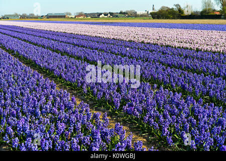 Campo con blooming giacinti, Bollenstreek regione, South-Holland, Paesi Bassi Foto Stock