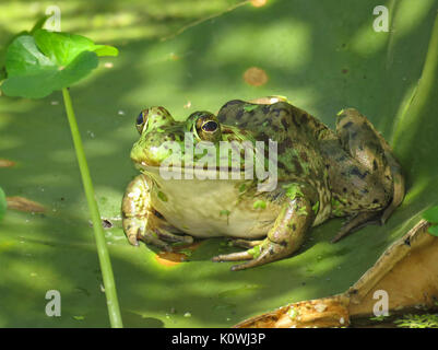 Femmina selvatici American bullfrog su un giglio di acqua foglie nello stato di Washington, USA Foto Stock