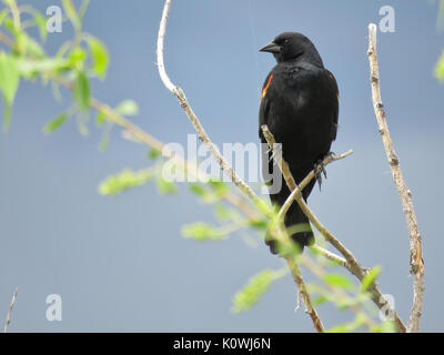 Wild maschio rosso-winged blackbird (Agelaius phoeniceus) appollaiate su un albero nel nord del Colorado, STATI UNITI D'AMERICA Foto Stock