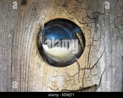 Curioso tree swallow (Tachycineta bicolore) peeking fuori da una scatola di nidificazione di Rocky Mountain Arsenal National Wildlife Refuge, Colorado, STATI UNITI D'AMERICA Foto Stock