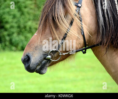 A cavallo con un po' in bocca. Foto Stock