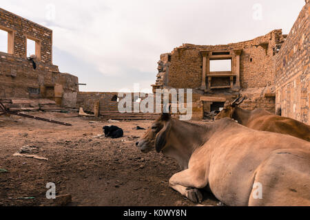 Ampio angolo di immagine di vacche e il cane in una vecchia costruzione in Jaisalmer, noto come Golden City in India. Foto Stock