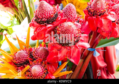 Lo zenzero torcia rosso fiori su Port Vila mercato, Vanuatu, Sud Pacifico Foto Stock
