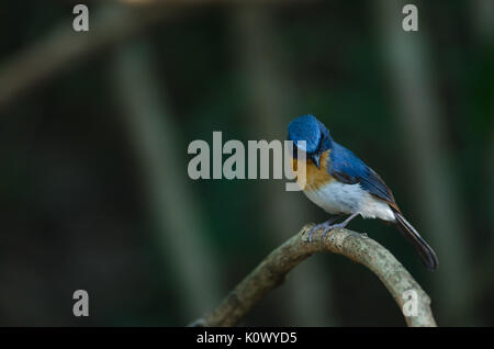 Hill Flycatcher blu su un ramo (Cyornis banyumas) nella foresta tropicale, Thailandia Foto Stock