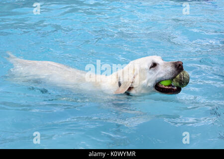 Pallido quasi bianco golden labrador retriever di nuoto in piscina con due palline da tennis in bocca Foto Stock