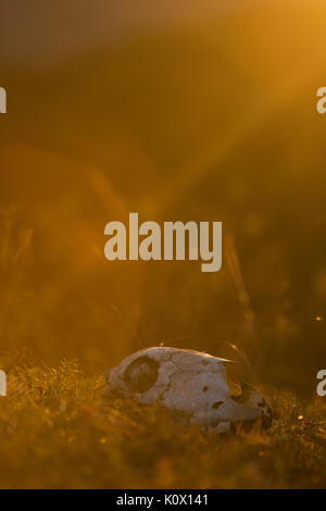 Memento mori concetto. Cranio animale in un atumn erba, sunrise mattina Foto Stock