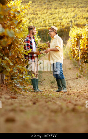 Famiglia di agricoltori la raccolta di uve in vigna - padre e figlio Foto Stock