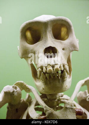 Il Museo Americano di Storia Naturale di New York 1140996 Foto Stock