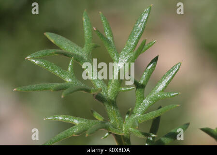 Achillea atrata (Schwarzrand Schafgarbe) IMG 4788 Foto Stock