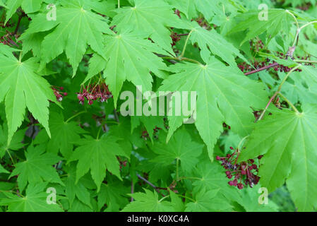 Acer sieboldianum Morris Arboretum DSC00314 Foto Stock