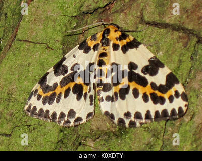 Abraxas grossulariata (Gazza Moth) di Arnhem, Paesi Bassi Foto Stock