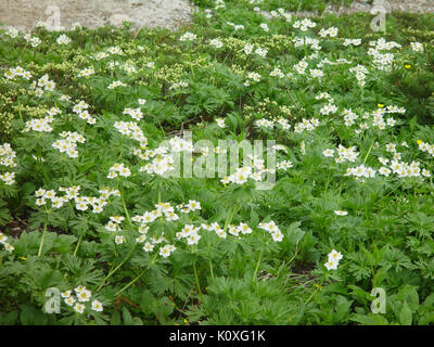 Anemone narcissiflora in Mount Tsubakuro aggiungere 2002 07 27 Foto Stock