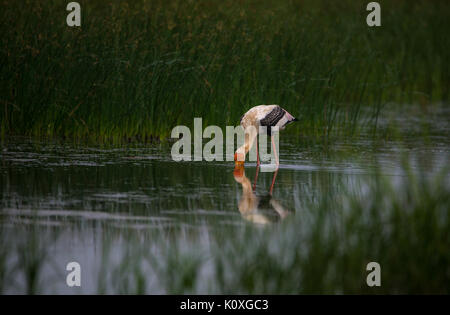 Dipinto di Stork dunk in acqua cerca di pesce Foto Stock