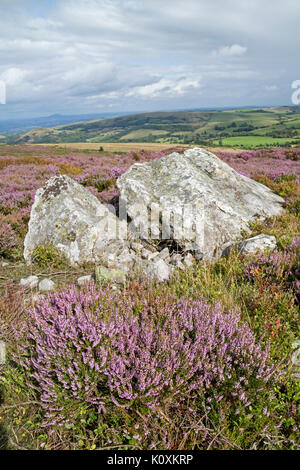 Heather e rocce di quarzite sul Stiperstons NNR guardando verso il lungo Mynd, Shropshire, Inghilterra, Regno Unito Foto Stock